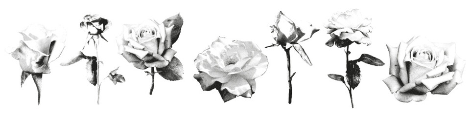 Obraz premium Roses photocopy effect collage elements set Flower heads and stems with grunge stipple grain noisy texture Trendy retro aesthetic vector illustration ideal for t shirt, poster design, sweatshirt print