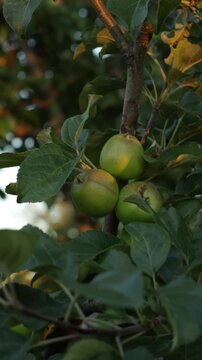 young green apples close up growing in garden summer everning