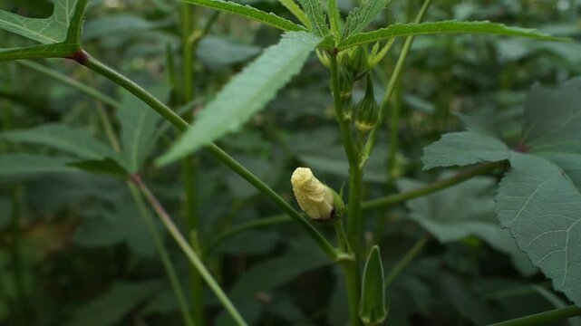 A close up view of a tender okra plant flower blossoming in a lush vegetable garden during the day showing the delicate yellow petals and green leaves in soft focus with natural sunlight lighting effe