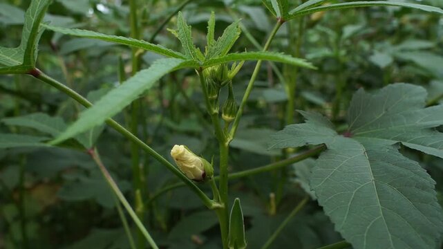 A close up view of a blooming yellow okra flower growing in a lush green vegetable garden as the stems move slowly in the gentle breeze under natural daylight showing botanical beauty and cultivation
