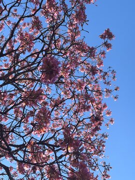 Ip&ecirc;-rosa Tabebuia rosea (Bertol.)