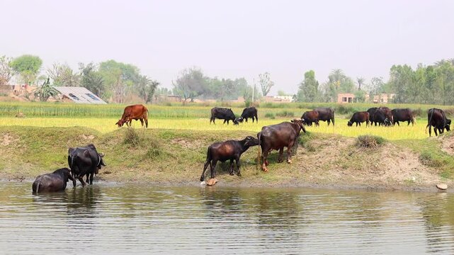 Buffalo and Cattle Herd Feeding in Green Countryside 180fps Captured in Cinematic High Detail Footage