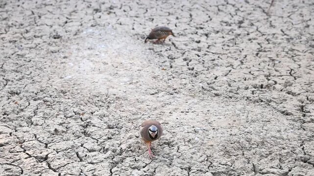 Chukar Partridge Walking on Dry Cracked Mud Ground 180fps Captured in Cinematic High Detail Footage