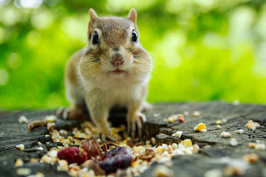 Closeup of young chipmunk with full, puffy cheeks curiously looking into the camera. The ground is covered in seeds and berries against a green, forest backdrop. Cute and humorous nature concepts. 