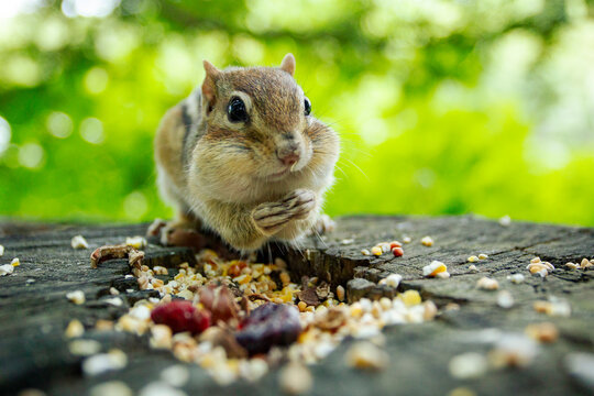 Chipmunk with full, puffy cheeks eats food on a wooden log, his hands holding onto a seed and the ground is covered in food against a green forest backdrop.