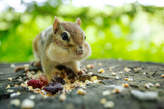 Closeup of young chipmunk with full cheeks.