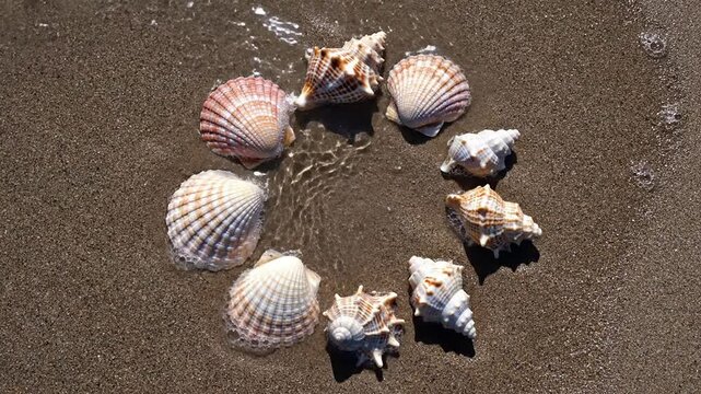 Diverse Seashells Including Conchs, Scallops, and Spirals Arranged in a Circle on Sandy Beach With Gentle Waves, Top-Down View, Perfect for Coastal Decor and Photography
