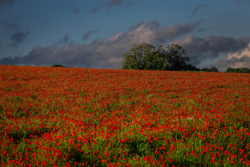 Obraz premium Beautiful vibrant red poppy flowers blooming in a sunny spring field in Poland. Serene rural landscape with wild flora.