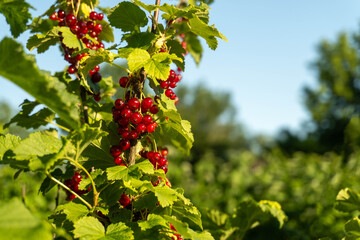 Fototapeta premium Red currants hang in clusters on green vines in a vineyard under bright sunlight. The scene captures the vitality of summer and the growth of fruit
