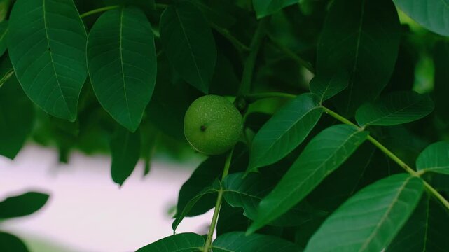 Green Walnuts Growing on a Walnut Tree Branch