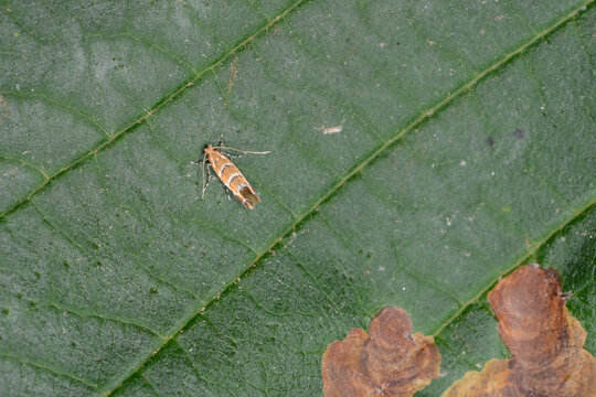Rosskastanienminiermotte,  Balkan-Miniermotte,  Cameraria ohridella,  Falter auf einem Kastanienblatt