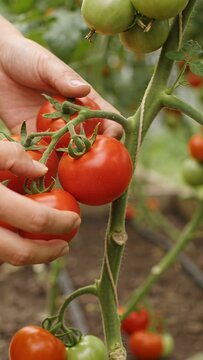 Vertical video: Reaching grower hands cradling and twisting vine in tunnel, picking ripe tomato