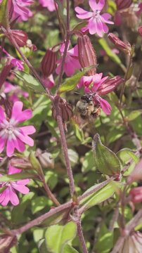 Vertical footage, Close-up of a bee collects nectar on Red Champion or Red Catchfly flowers and flies to another flower