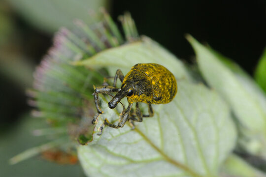 Gro&szlig;e Distelr&uuml;ssler, Larinus sturnus, Larinus spp., auf Blatt,  Pflanze einer Gro&szlig;en Klette