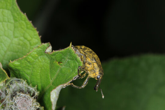 Gro&szlig;e Distelr&uuml;ssler, Larinus sturnus, Larinus spp., auf Blatt,  Pflanze einer Gro&szlig;en Klette