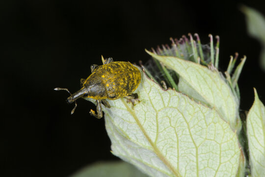 Gro&szlig;e Distelr&uuml;ssler, Larinus sturnus, Larinus spp., auf Blatt,  Pflanze einer Gro&szlig;en Klette