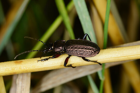 K&ouml;rnige Laufk&auml;fer, Gek&ouml;rnte Laufk&auml;fer, Carabus granulatus, auf einem  Strohhalm