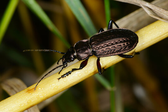 K&ouml;rnige Laufk&auml;fer, Gek&ouml;rnte Laufk&auml;fer, Carabus granulatus, auf einem  Strohhalm