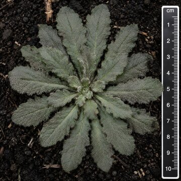 Overhead macro of Conyza canadensis overwintering rosette on soil surface showing dense leaf arrangement and epidermal trichome texture.