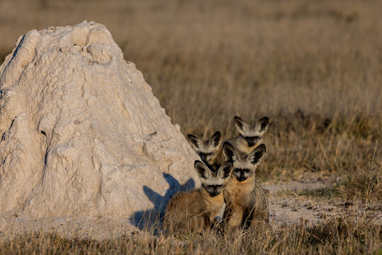 Bat eared fox (Otocyon megalotis) family at Nxai Pan national Park of Botswana