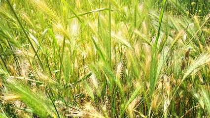 Obraz premium wild cereal grass spikes in a green field. Fresh natural texture and agricultural background