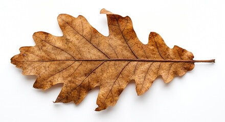 Fototapeta premium Dry brown oak leaf on white background
