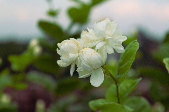 Close up of beautiful white Arabian jasmine flowers blooming in the garden