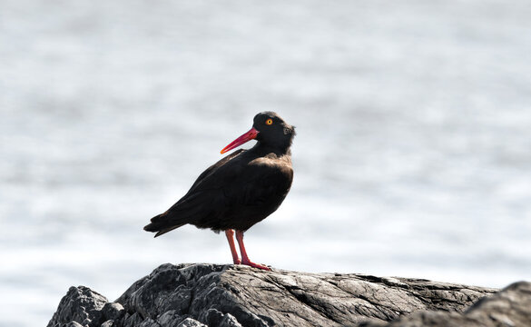 Sooty Oystercatcher (Haematopus Fuliginosus)