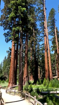 Mariposa Grove of Giant Sequoias in Yosemite National Park, sunlight filters through the towering canopy, revealing scale and timeless beauty of some of the world's largest and oldest living trees