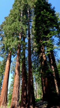 Mariposa Grove of Giant Sequoias in Yosemite National Park, sunlight filters through the towering canopy, revealing scale and timeless beauty of some of the world's largest and oldest living trees
