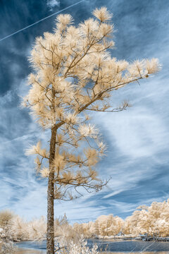 Infrared photography of a tree with unusual surreal color which feels alien and otherworldly