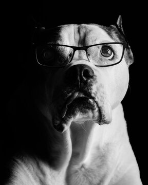 Whimsical black and white portrait of a pit bull dog with glasses, low key