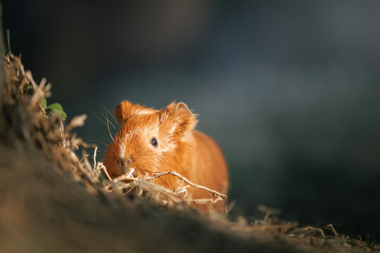Close-up portrait of a domestic guinea pig (Cavia porcellus) resting on dry grass under warm natural sunlight. Shallow depth of field and soft background create concepts of pet care, calmness and comp