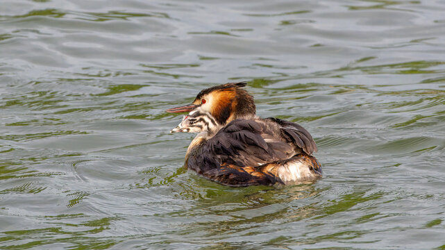 Swimming great crested grebe (Podiceps cristatus) with a black and white chick hitchhiking between wing feathers on its back