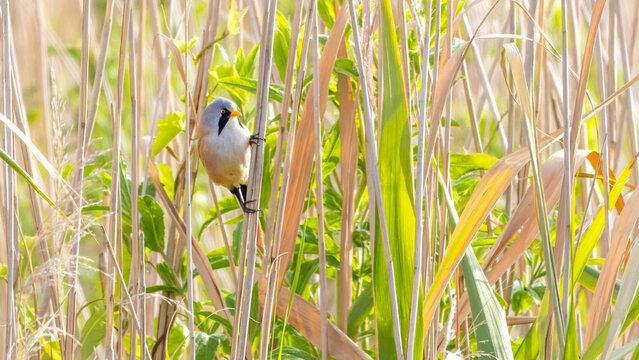 Male bearded reedling (Panurus biarmicus) hanging on a reedstalk in sunlit marshland in Zevenhuizen, Netherlands