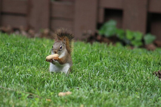 Red and Gray Squirrel eating peanuts