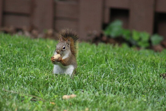 Red and Gray Squirrel eating peanuts