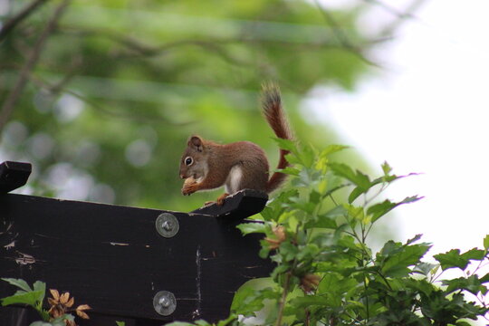 Red and Gray Squirrel eating peanuts
