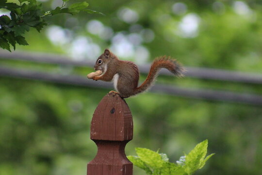 Red and Gray Squirrel eating peanuts