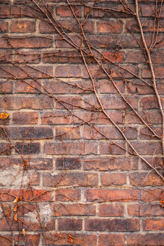 ivy branches climbing up a red-brick wall