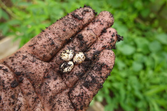 Hand holding lizard eggs in garden soil