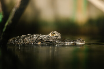 Fototapeta premium Close-up portrait of a young caiman partially submerged in calm water with selective focus and natural light. Low angle perspective emphasizes the eye and texture while creating a cinematic wildlife c