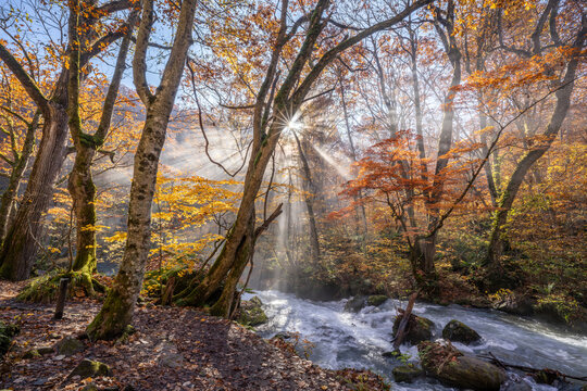 Oirase Stream (Oirase Gorge) in autumn season, Aomori Prefecture