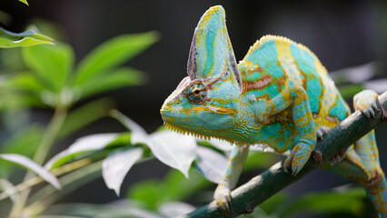 Veiled chameleon perching on a branch in nature © Emil