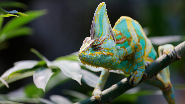 Veiled chameleon perching on branch in vibrant habitat