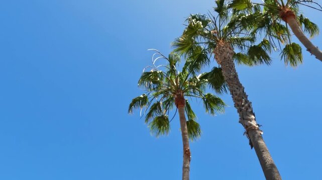 Palm trees against a clear blue sky, featuring tropical scenery, green fronds, and sunny weather.