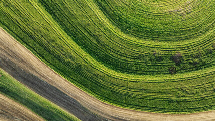 Fototapeta premium Top down aerial view of sugarcane rows forming organic geometric patterns and curves