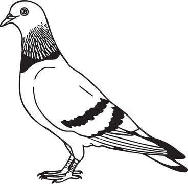 Isolated black and white pigeon standing on white background Vector