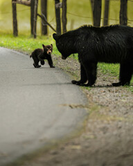 Adorable Black Bear Cub Running to Mom  © onewildlifer