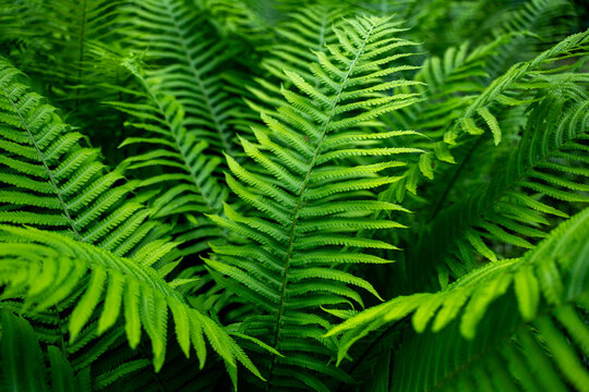 Top view of lush green fern leaves growing in the forest, creating a dense natural background texture.